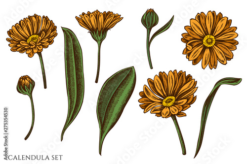 Vector set of hand drawn colored calendula photo