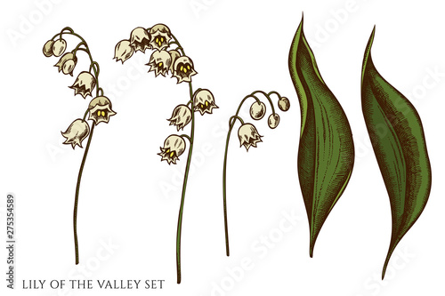 Vector set of hand drawn colored lily of the valley