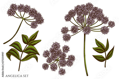 Vector set of hand drawn colored angelica photo