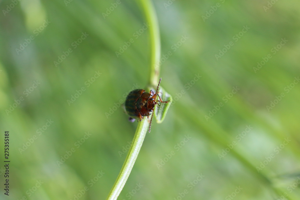 Insecte en macro Insecte en macro