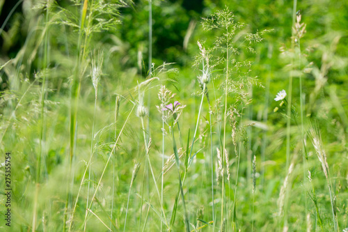 Green rye in on sunny day