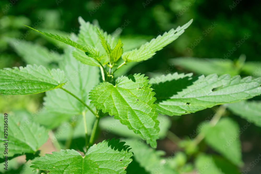 Nettle in the bright sunlight Nettle in the bright sunlight
