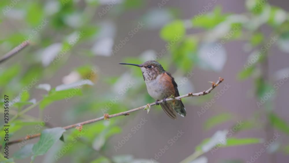 Broad-Tailed Hummingbird Perched Broad-Tailed Hummingbird Perched