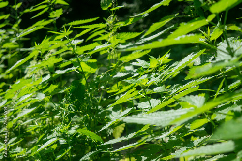 Nettle in the bright sunlight