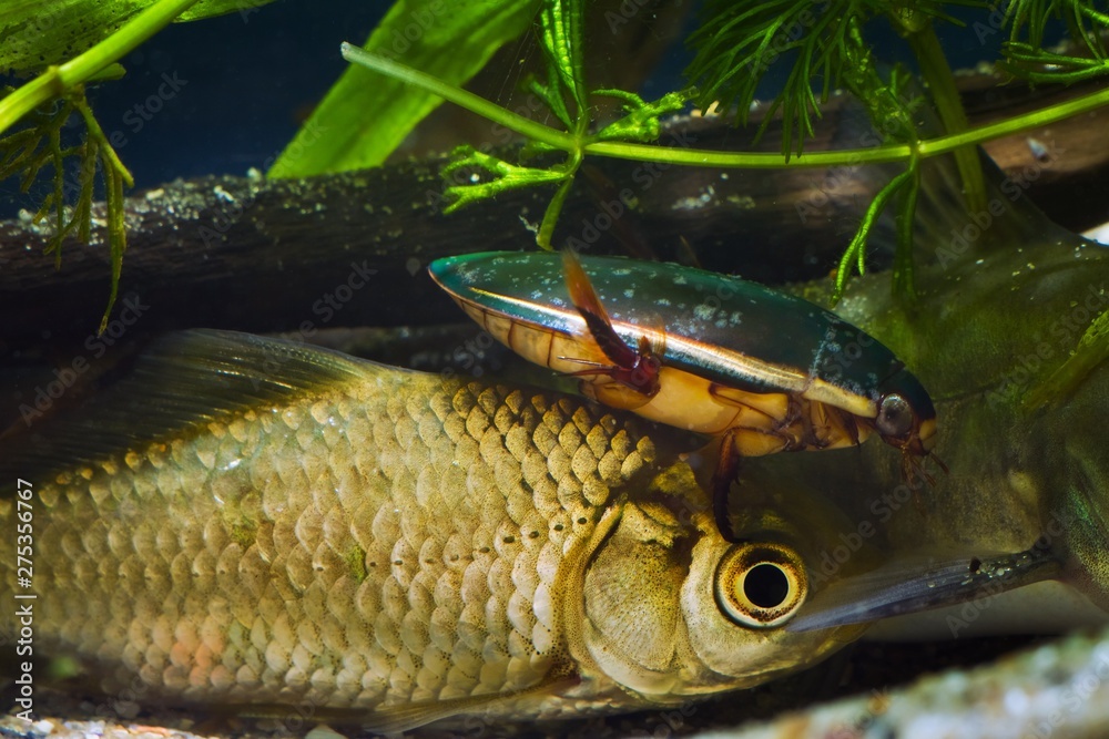 Fotka „great diving beetle, Dytiscus marginalis, male hunting on Carassius gibelio, prussian