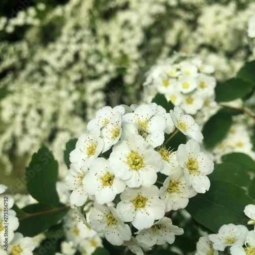 Fototapeta Naklejka Na Ścianę i Meble -  Rosa sempervirens , beautiful white flowers of a green bush in a park in summer