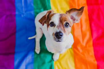 Cute dog jack russell sitting on rainbow LGBT flag in bedroom. Pride month celebrate and World peace concept