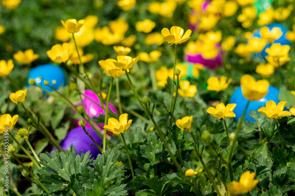 Easter Eggs in a Field of Yellow Flowers