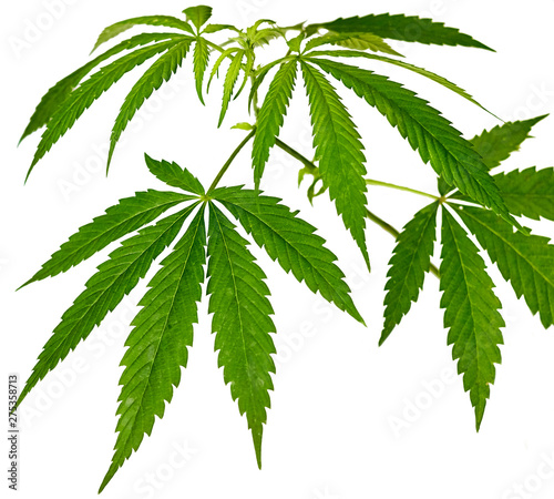 branch with green hemp leaves on a white background isolate for concept technical culture  medicine  legalization  ecology cannabis close-up