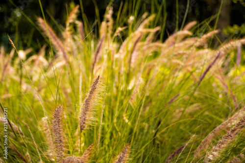 Grasses on grassland with sunlight