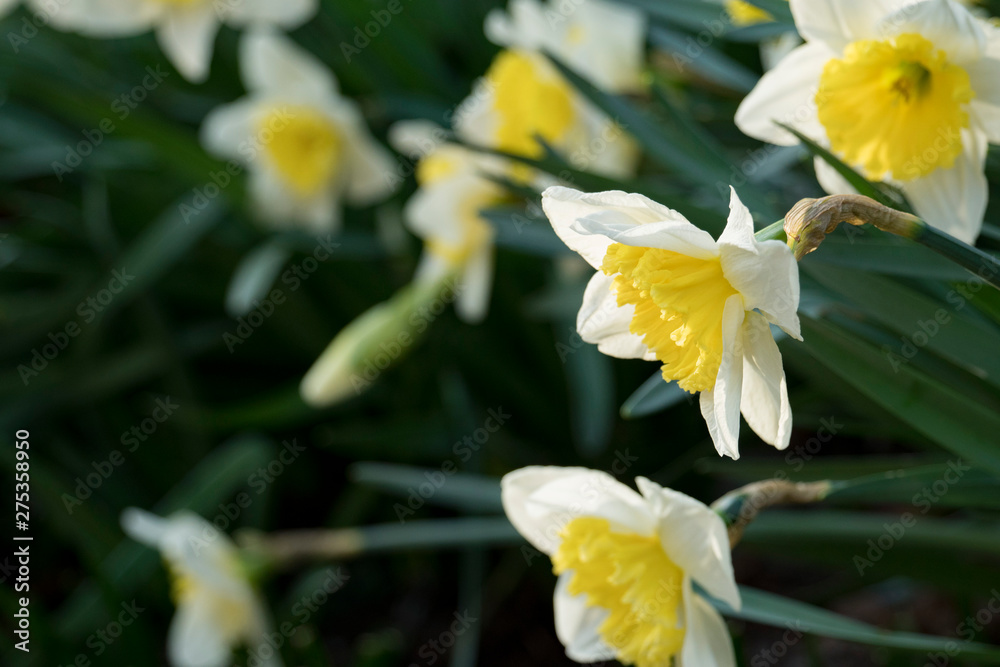 Daffodils in Morning Light