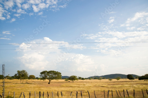 yellow grass in the colombian lands photo