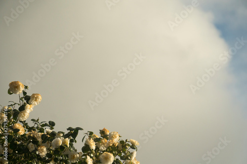 Dramatic Camellias Flowers in a Spring Storm