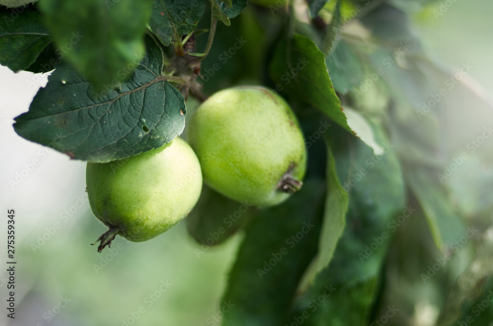 Green apples grow on apple tree branch with leaves under the sunlight.Ripe apples on the tree in nature, close-up/Apples on a branch