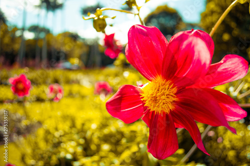 Red flower in colorful garden © Harold C
