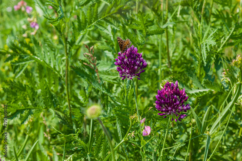 Wild garlic growing in a field on a background of green grass Wild garlic growing in a field on a background of green grass