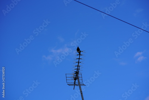 real wild bird fitness exercise and songs from the top of antenna