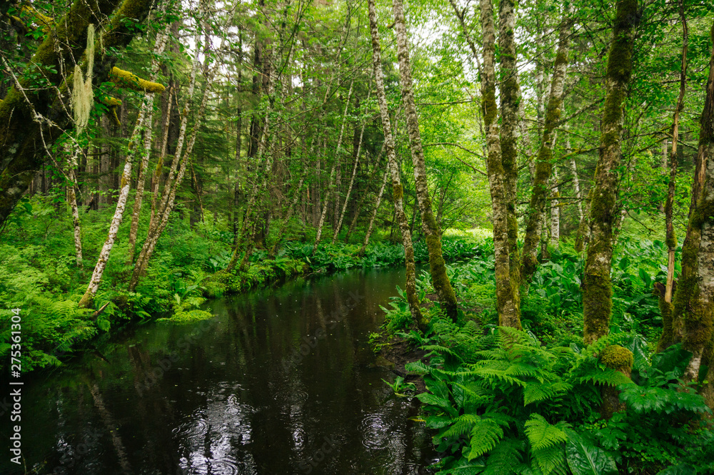 River Turn In The Forest