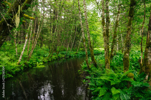 River Turn In The Forest