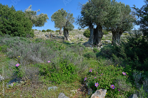 Zistrosen in einem Olivenhain auf Kalymnos photo