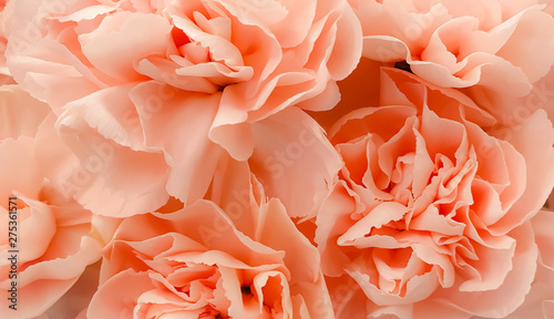 Pink petals blossom flowers beautiful  © Heynicepictures