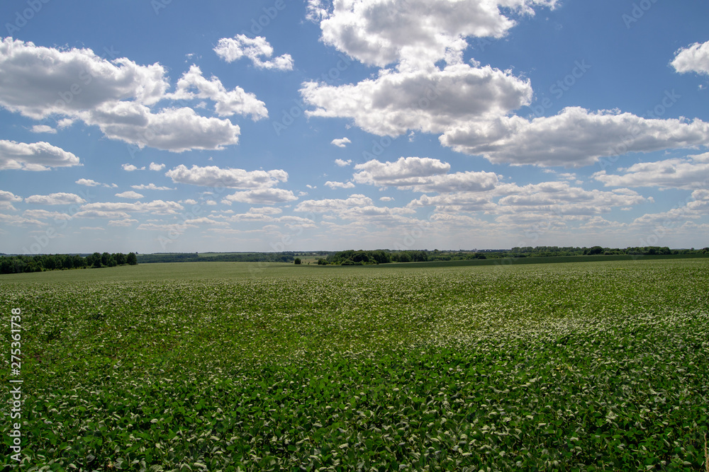green field and blue sky with clouds green field and blue sky with clouds