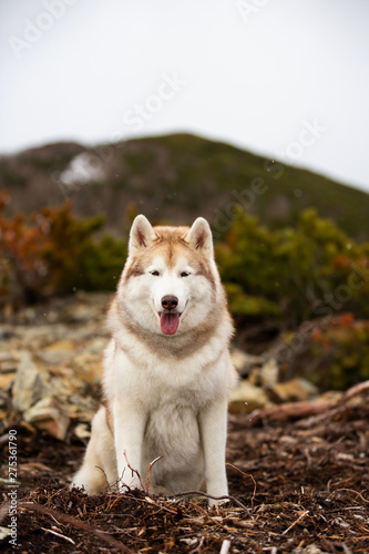 Beautiful and free beige and white Siberian husky dog sitting in the forest. A dog on a natural background.