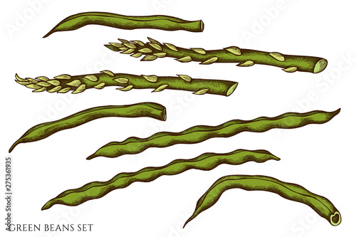 Vector set of hand drawn colored green beans