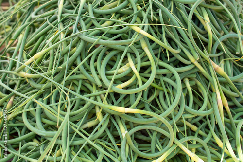 Curved beautiful arrows garliс. Green spring garlic arrows background. Farmers market concept.