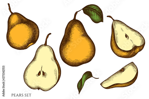 Vector set of hand drawn colored pears