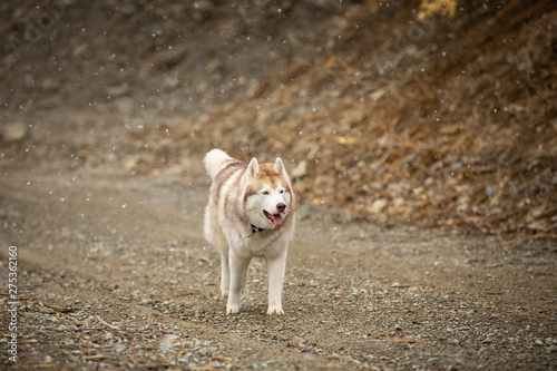 Crazy  happy and funny beige and white dog breed siberian husky with tonque out jumping and running outdoors in spring