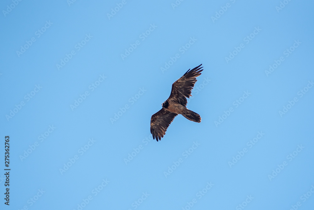 Close up view of large hawk in Nepal