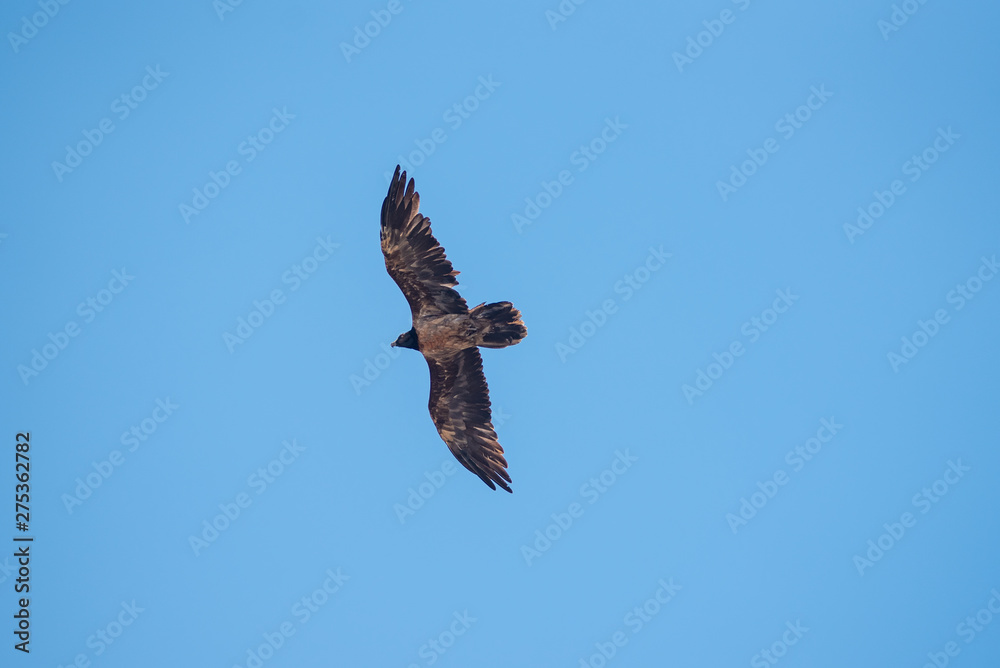 Hawk flying against blue sky