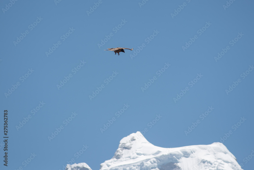 Hawk flying over Mount Kangtega summit in Nepal Hawk flying over Mount Kangtega summit in Nepal