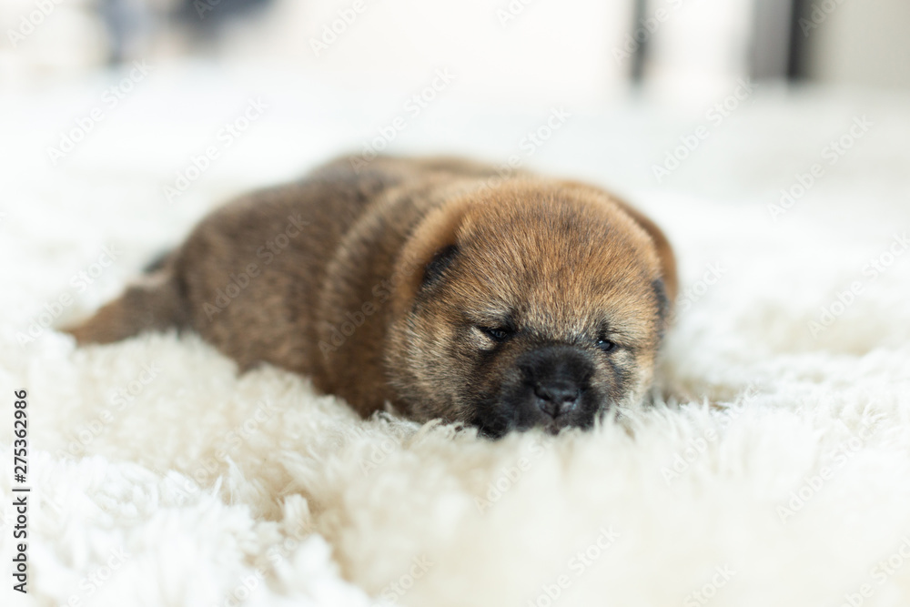 Close-up portrait of newborn red Shiba Inu puppy lying on the blanket.