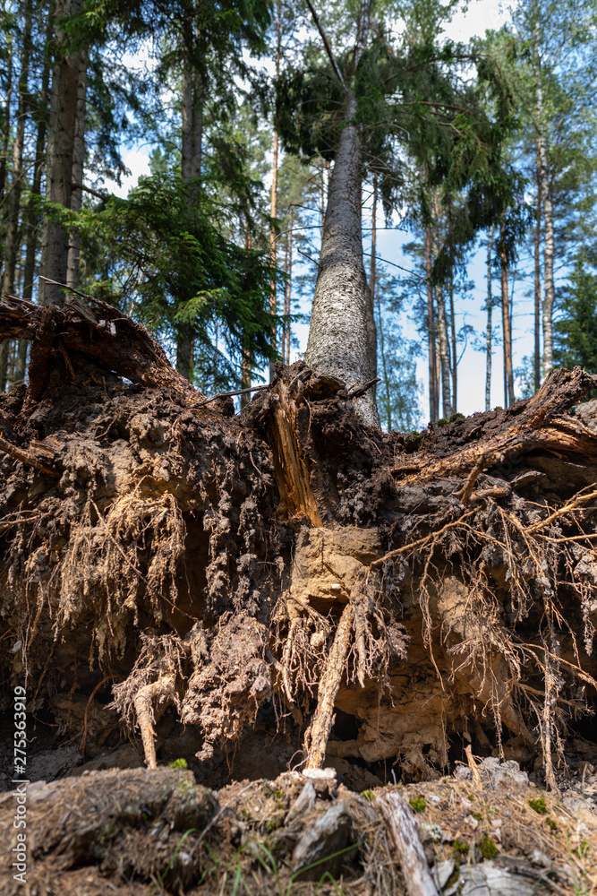 The root of a tree uprooted by the wind. The pine is overturned in the forest complex. The root of a tree uprooted by the wind. The pine is overturned in the forest complex.