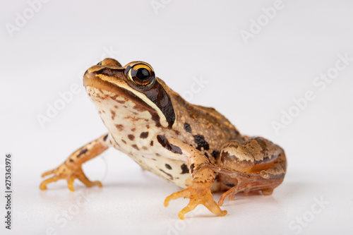 Small frog on a white table in a photo studio. A small amphibian from Central Europe.