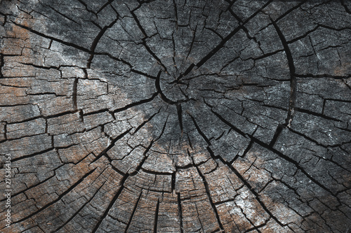 Old grey brown wood cut texture. Grunge dark background close up. Detailed texture of a cracked section of a tree.