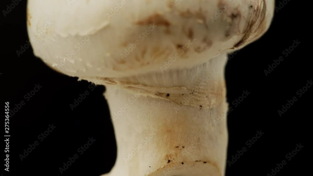 A champignon mushroom on black background A champignon mushroom on black background