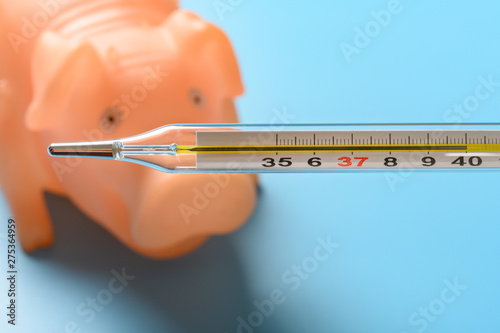 mercury thermometer at  40 degrees centigrade with a pig at background concept of african swine fever photo