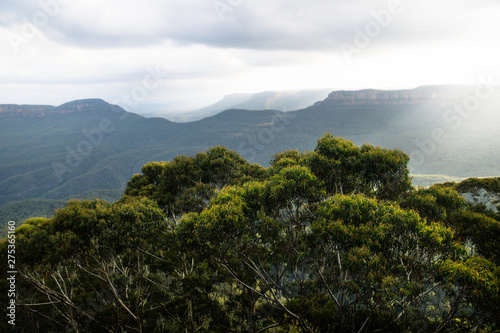 Blue mountains canyons during sunset with sunray behind green bushes  Katoomba  New South Wales  Australia