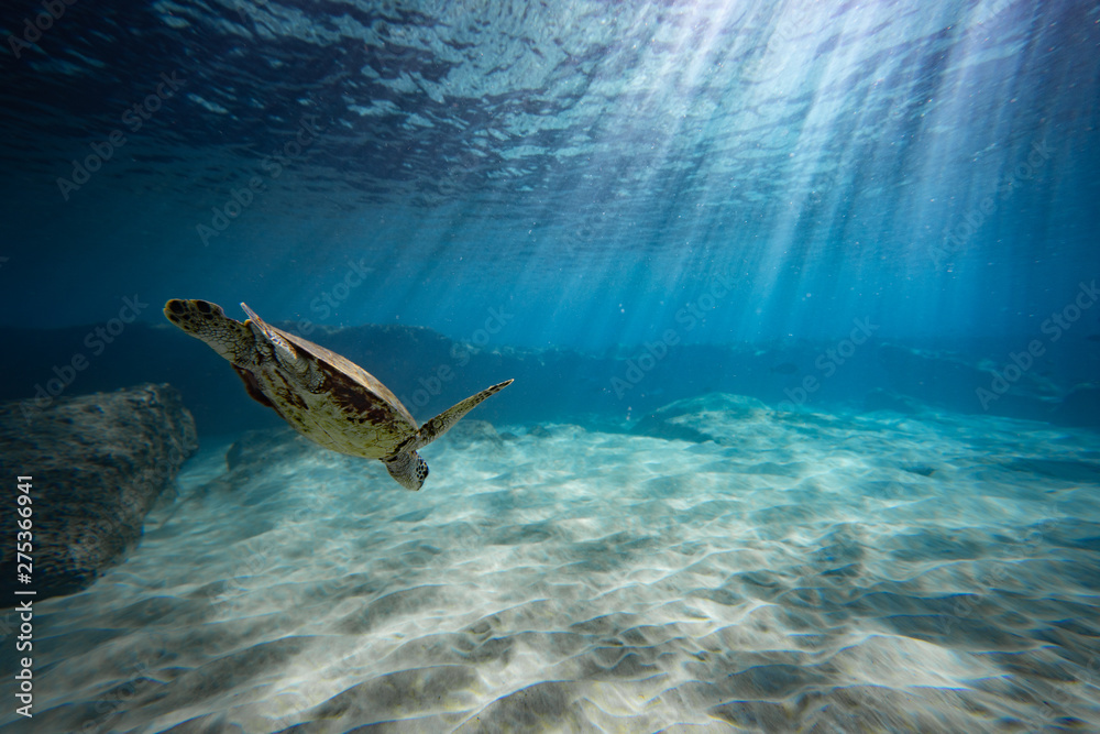 Obraz premium light rays and turtle