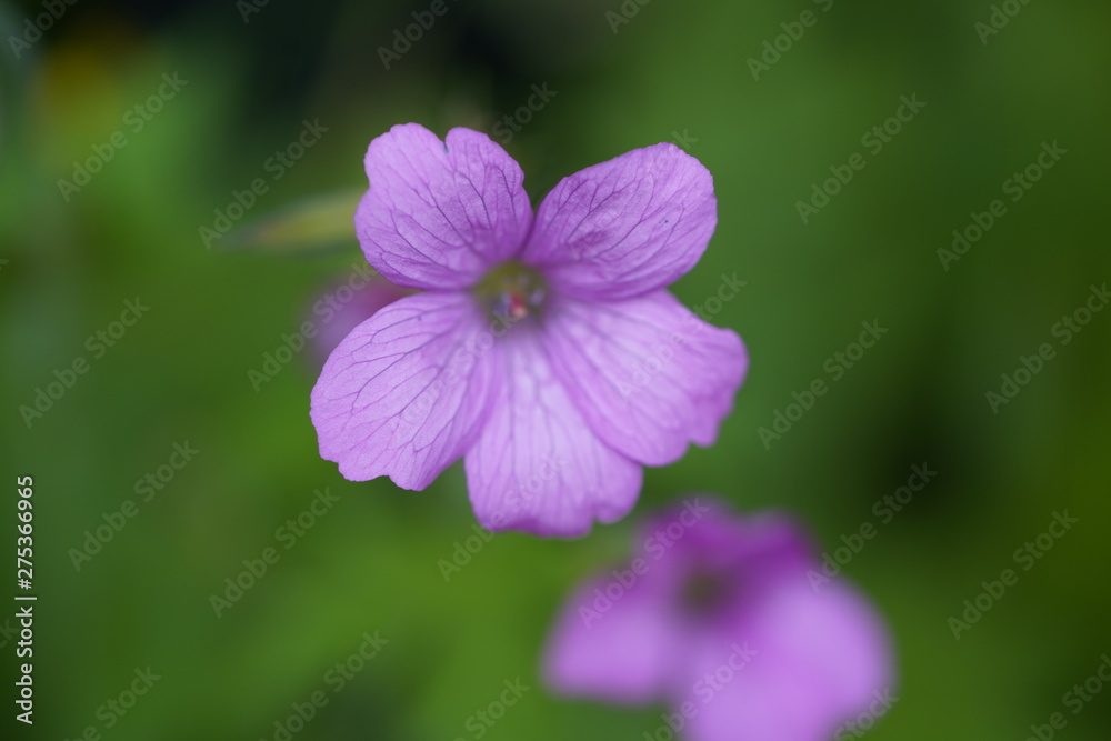 real willd flowers real willd flowers