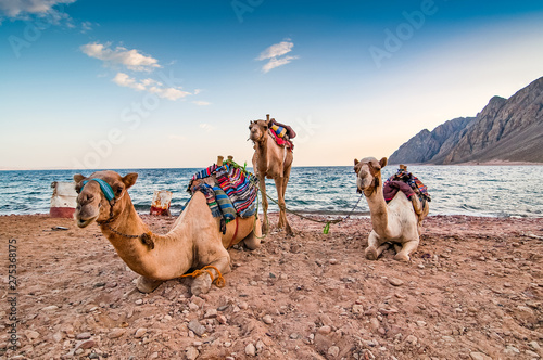 Camels resting on the shore of Red Sea in Dahab, Egypt photo