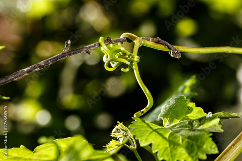 Canvastavla Linked status