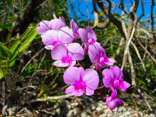 Cooktown orchid / mauve butterfly orchid (Dendrobium bigibbum), flower in its actual habitat on York Peninsula, Queenstown, Australia. photo