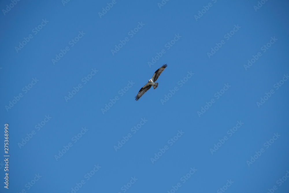 Sea gull soaring over the ocean, off of Vashon Island.