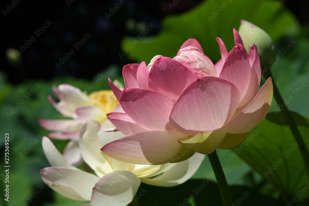 Lotus flowers are considered to be a symbol of Buddha's wisdom and mercy in Buddhism, which is caused by beautiful and clean flowers that arise from muddy water. Lotus flowers are considered to be a symbol of Buddha's wisdom and mercy in Buddhism, which is caused by beautiful and clean flowers that arise from muddy water.