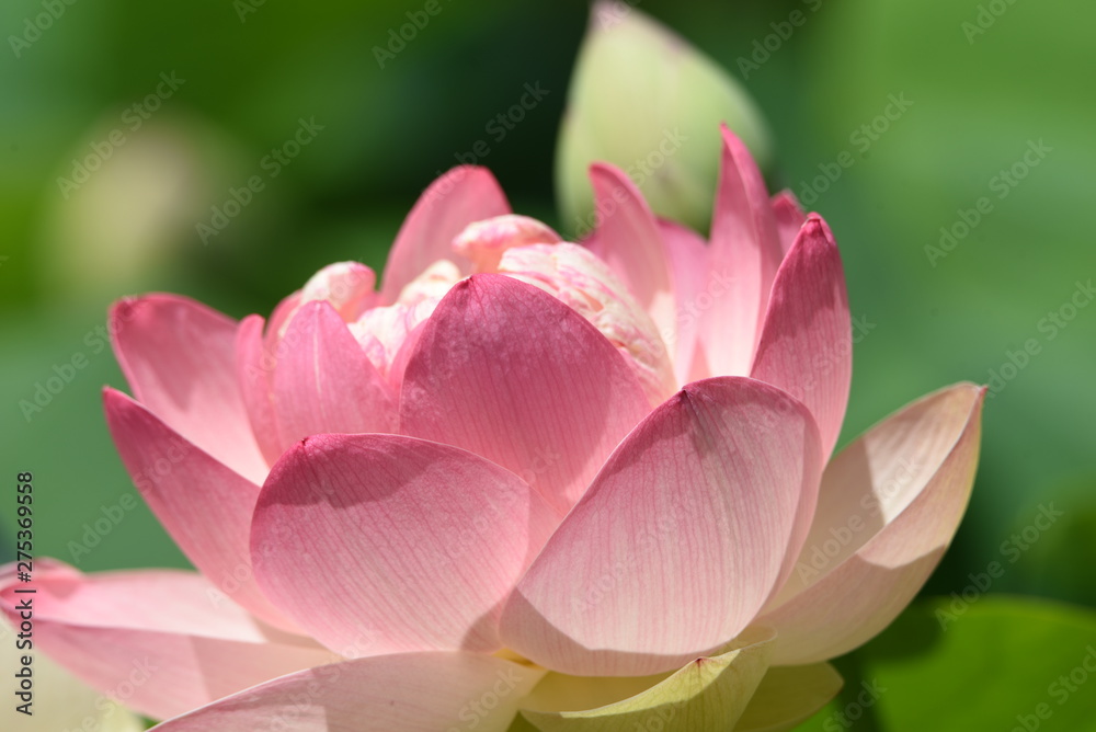 Lotus flowers are considered to be a symbol of Buddha's wisdom and mercy in Buddhism, which is caused by beautiful and clean flowers that arise from muddy water. Lotus flowers are considered to be a symbol of Buddha's wisdom and mercy in Buddhism, which is caused by beautiful and clean flowers that arise from muddy water.