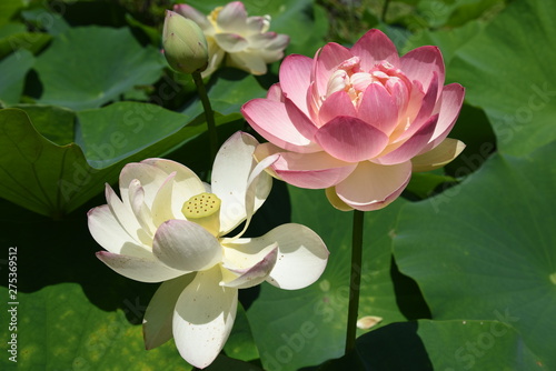 Lotus flowers are considered to be a symbol of Buddha s wisdom and mercy in Buddhism  which is caused by beautiful and clean flowers that arise from muddy water.
